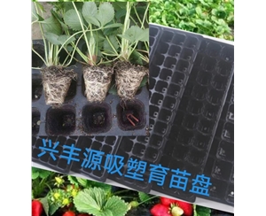 安庆草莓育苗吸塑盘